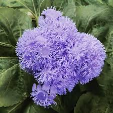 Image result for Ageratum