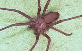 As genuínas aranhas marrons, as legítimas, pertencem todas ao gênero de nome científico loxosceles, gênero da família sicariidae e distribuídas. Familia E Obrigada A Abandonar Casa Infestada Por 6 Mil Aranhas Venenosas Istoe Independente