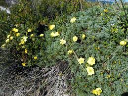 Image result for Grielum