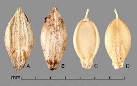 Image result for Urochloa rugulosa