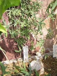 Image result for Coccinia rehmannii