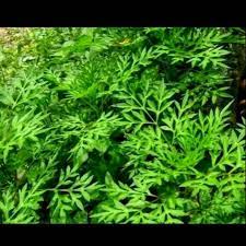 Aug 13, 2017 · khasiat ulam raja. Daun Kenikir Ulam Raja Cosmoscaudatus Segar 500gram Obat Herbal Shopee Indonesia
