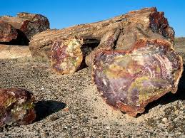 The Amazingly Colored Petrified Forest In The Sun Swept Corner Of The Painted Desert In Arizona Petrified Forest National Park Petrified Forest National Parks