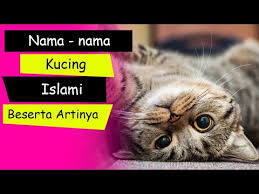 Check spelling or type a new query. Video Kucing Nabi