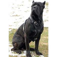 cane corso dog breed store com h1 1030 deluxe leather dog harness cane corso dog corso dog cane corso