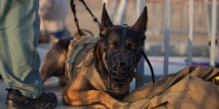 We did not find results for: Why Navy Seals Delta Force Take Dogs On Missions Against Terrorists