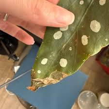 Image result for Begonia princeae