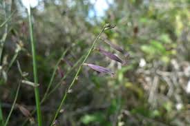 Image result for Schwenckia