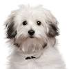 It doesn't look like there are any russian tsvetnaya bolonka dog puppies for sale in houston, texas that match all of your dog search criteria. 1