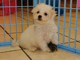 Check spelling or type a new query. Craigslist Maltese Puppies For Sale 08 2021