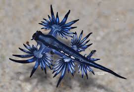 Image result for Bolboschoenus glaucus