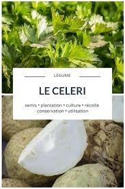 Celeri Rave Celeri Branche Semer Planter Cultiver Recolter Potager Celerie Rave Cultiver