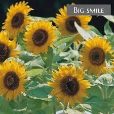 Telusuri galeri 15.289 gambar bunga matahari untuk desainmu. Tips Menanam Benih Bunga Kebun Kecil Tepi Rumah Facebook