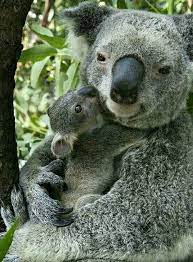 Cute Mama Baby Animal Pics Cute Baby Animals Cute Animals Baby Animals
