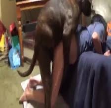 Garotoperv eu tenho 16 anos, e desde pequeno deixava meus cachorros me lamberem mas como eram de porte pequeno os cães não conseguiam meter em mim e eu não tinha. Sexo Prono Filmes Eroticos Zoologico Cachorros Na Pica Filmes Zoofilia Videos Porno Bizarro