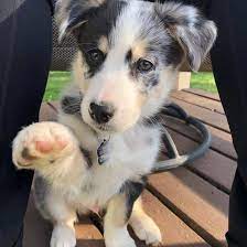 This cross means that australian shepherd mix puppies can have the traits of an australian shepherd, the other dog breed in the cross, or any combination of both of the parent breeds. Is An Australian Shepherd Husky Mix The Right Dog For You K9 Web