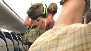 Emotional Support Animals Masslandlords Net