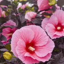 Image result for Hibiscus noldeae