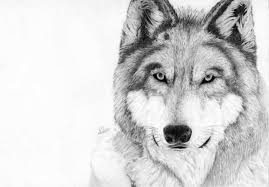 Black And Grey Wolf Drawing Grey Wolf Grey Wolf Wolf Drawing Easy Wolf Drawing
