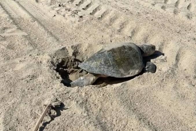 Sea turtle on California beach becomes first to nest on West Coast