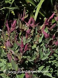 Image result for Clematis recta atropurpurea