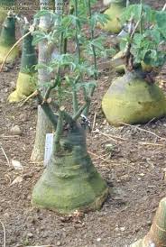 Image result for Adenia