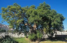 Image result for Phytolacca dioica