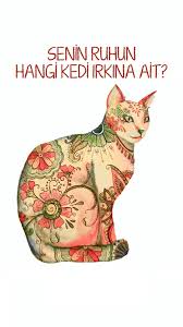 Senin Ruhun Hangi Kedi Irkina Ait Gunluk Burc Yorumlari In 2020 Cat Breeds Cats Cat S