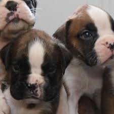 We do something quite different. Northviewboxers Com Home Raised Pups Are The Best Pets
