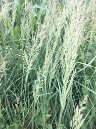 Image result for Anthephora pungens