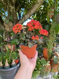 Image result for Kalanchoe blossfeldiana