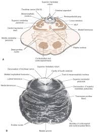 A Diagram Of A Cross Section Through The Upper Pons At The Level Of The Locus Brain Images Pons Brain Cranial Nerves