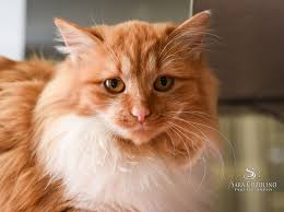 HSWM Shelter Sponsorship