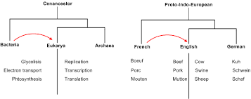 the tree of languages the worlds languages and related topics