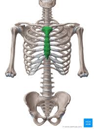 The rib cage is formed by the sternum, costal cartilage, ribs, and the bodies of the thoracic vertebrae. Sternum Anatomy Parts Pain And Diagram Kenhub