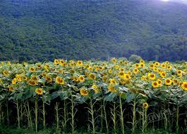 Încă o plantaţie de cânepă cultivată şi bine îngrijită pe un teren agricol din comuna băcioi. Lan De Floarea Soarelui Branisca Stiri Din Judetul Hunedoara