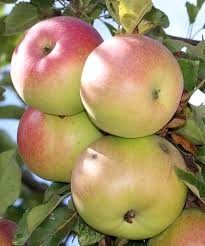 As your new apple tree gets established and breaks dormancy, you will see it put on new leafy growth. Mcintosh Apple Wikipedia