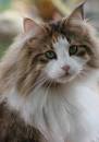 10 Long-Haired Cats: Maine Ideal, Norwegian Forest, and More