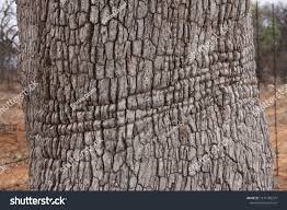 Image result for Combretum imberbe