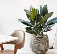 Plantas Fáciles de Cuidar: Top 10
