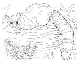 Maybe you would like to learn more about one of these? 43 Realistic Cute Baby Animal Coloring Pages Gif Total Update