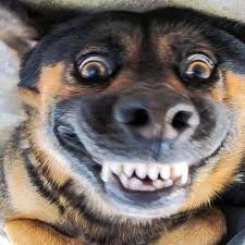 Animals water painting fb cover photo , share it with your friends on social media like google. Funny Animal Vibes Updated Their Funny Animal Vibes Facebook