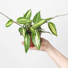 Image result for Gilgiochloa indurata