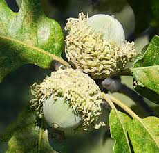 Image result for Quercus macrocarpa