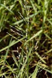 Image result for Panicum repens