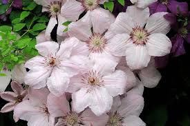 We did not find results for: 19 Of The Best Summer Blooming Clematis Varieties Gardener S Path