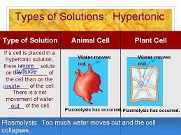 The rate of osmosis and net direction depends on concentration gradient and. Cell Structure And Function The Basic Unit Of
