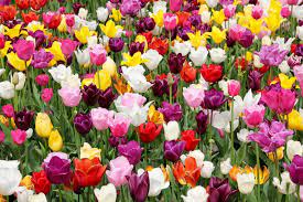 Tulips need a period of cool dormancy, and florida's winters are just too warm to give tulips the resting period they need. How To Grow Tulips In Florida Success In 3 Steps Krostrade