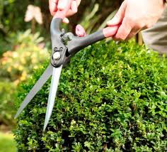 Mit diesen tipps zum düngen bleibt ihr buchsbaum vital, sattgrün und dicht belaubt. Gartenscheren Gartenzubehor Schnittzeiten