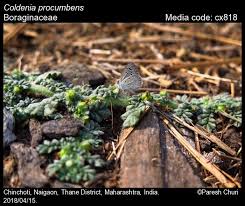 Image result for Coldenia procumbens